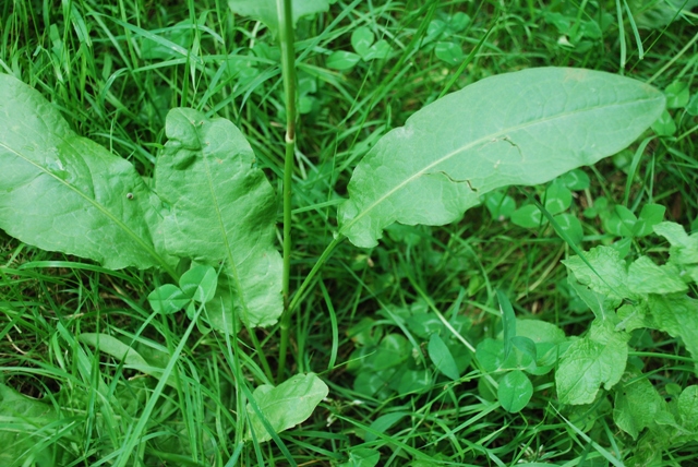 Chenopodium